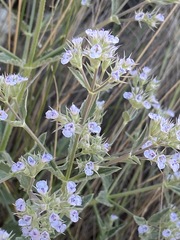 Nepeta parviflora
