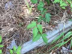 Toxicodendron radicans