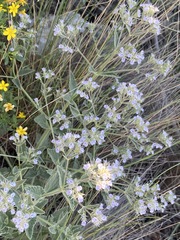 Nepeta parviflora