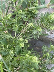 Lepidium didymum