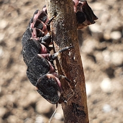 Pelania mauritanica