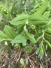 Polygonatum × hybridum