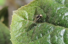 Diptera