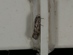 Lichenaula appropinquans