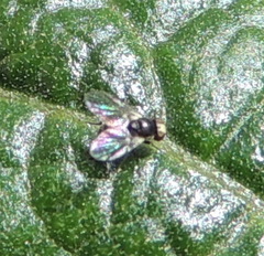 Diptera