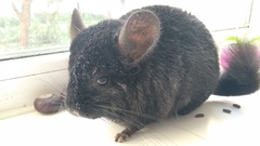 Chinchilla chinchilla