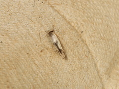 Stathmopoda megathyma