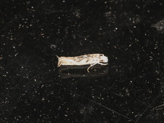 Erechthias mystacinella