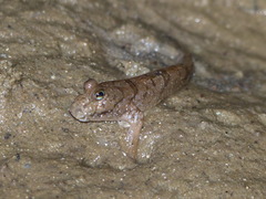 Periophthalmus barbarus