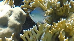 Amblyglyphidodon indicus