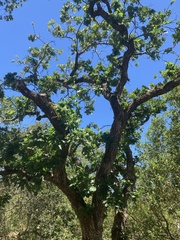 Quercus