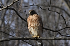 Buteo lineatus