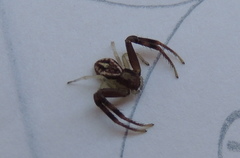 Thomisidae