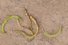Prosopis flexuosa