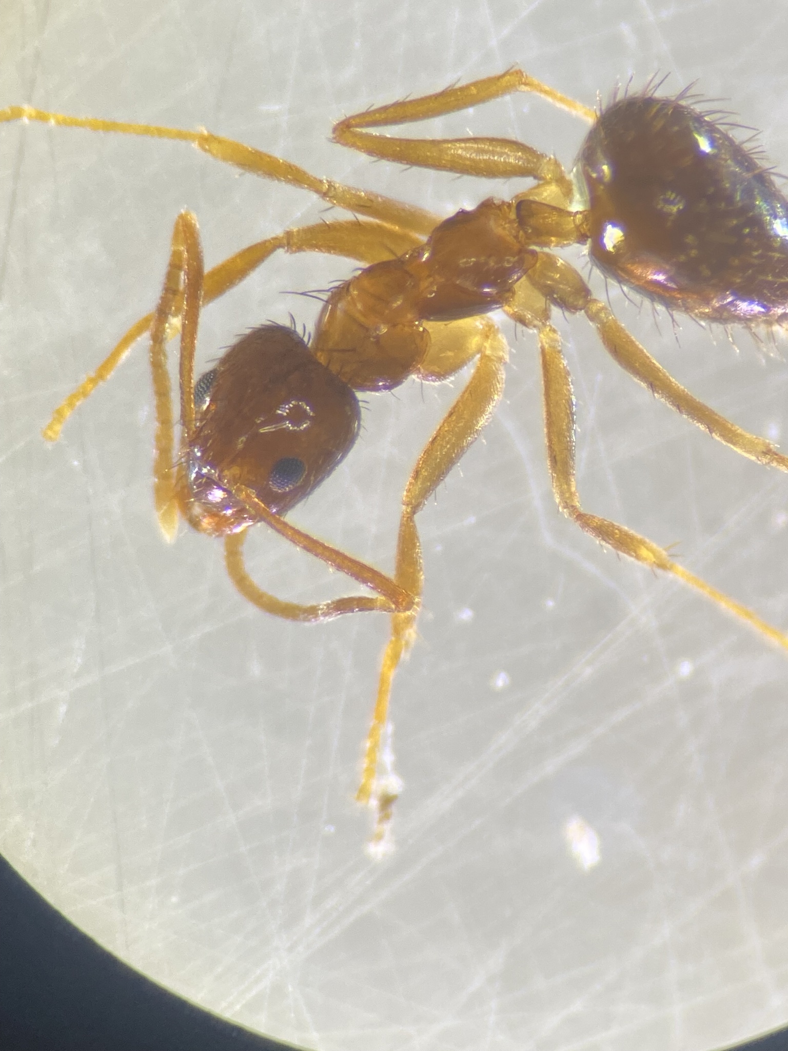 Nylanderia terricola