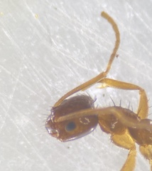 Nylanderia terricola