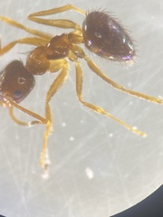 Nylanderia terricola