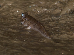 Periophthalmus barbarus