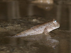 Periophthalmus barbarus