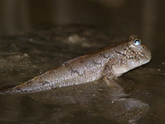 Periophthalmus barbarus