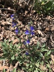 Penstemon cyananthus