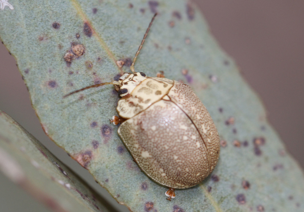 Paropsis deserti