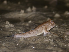 Periophthalmus barbarus