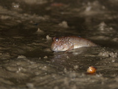 Periophthalmus barbarus