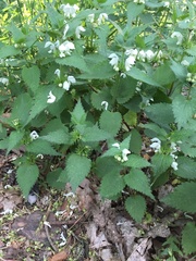 Lamium album