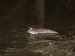 Periophthalmus barbarus