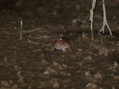 Periophthalmus barbarus