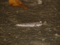 Periophthalmus barbarus