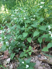 Lamium album