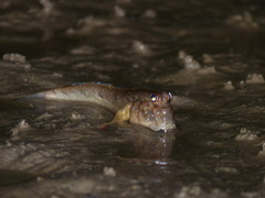 Periophthalmus barbarus