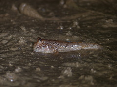 Periophthalmus barbarus