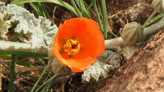 Sphaeralcea ambigua rugosa