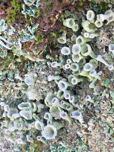 iNaturalist observation photo of pixie cup and reindeer lichens