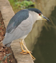 Nycticorax nycticorax