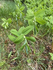 Polygonatum × hybridum