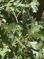 Quercus lobata