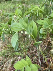 Polygonatum × hybridum