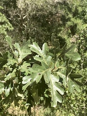 Quercus lobata