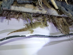 Tarentola senegambiae
