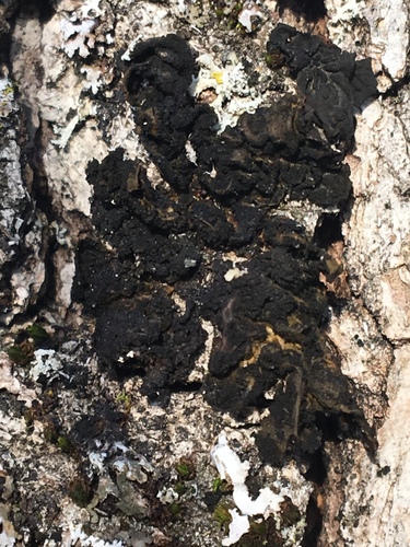 iNaturalist observation photo of Tree Jelly Lichens