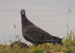 Patagioenas picazuro