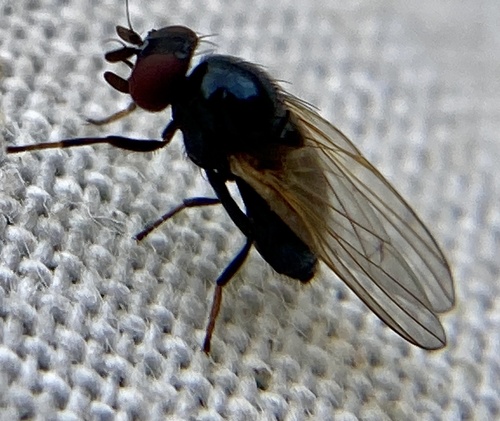 Lonchaea palposa
