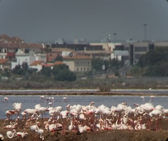 Phoenicopterus roseus