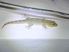 Tarentola senegambiae