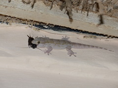Tarentola senegambiae