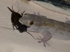 Tarentola senegambiae